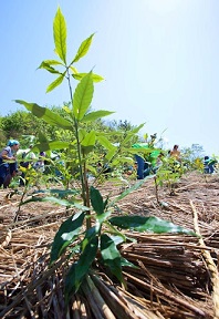 植樹した苗木hpIMG_0303[1].jpg